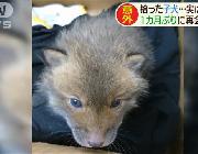 「お！子犬やんけ、拾ったろ！w」→その子犬は実は…