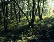 【ほんのり怖い話】「それ以上掘ると、オバケになっちゃうぞ」