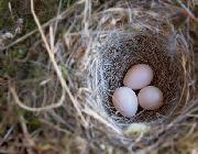 「孵化する前の鳥の卵」が他の卵たちと「コミュニケーション」を取っていることが判明